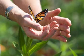 Monarch Butterfly